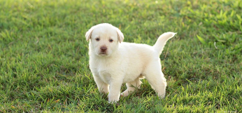 Les chiens peuvent-ils goûter au caca ?