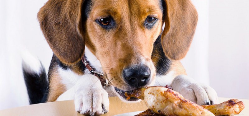 Kunnen honden geroosterd voedsel proeven?