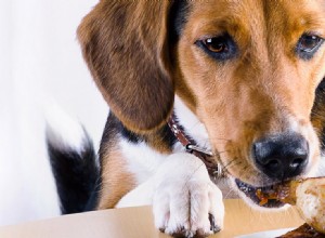 Os cães podem provar comida assada?
