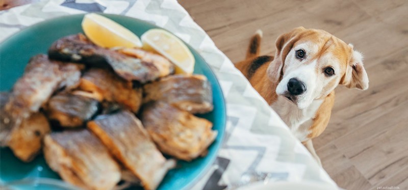 I cani possono assaggiare il cibo arrosto?
