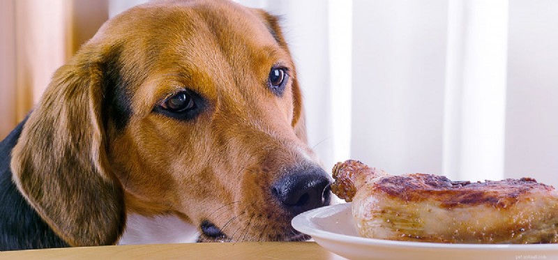 Os cães podem provar comida assada?