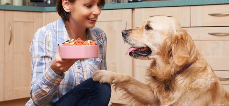 犬はおいしい食べ物を味わうことができますか?