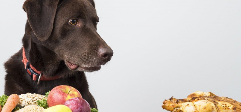 Můžou psi ochutnat slané jídlo?