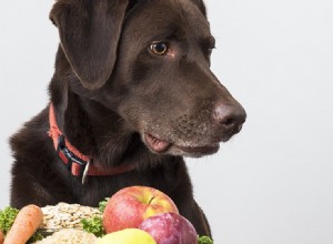 Kunnen honden hartig eten proeven?