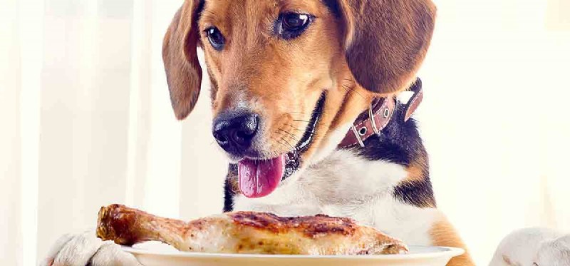 Můžou psi ochutnat slané jídlo?
