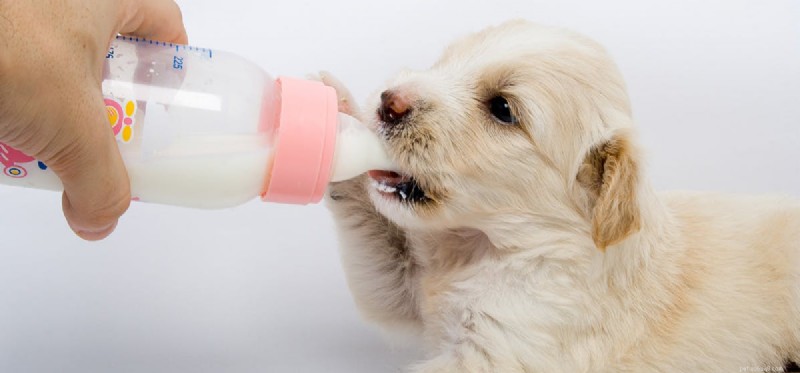 Os cães podem provar leite de soja?