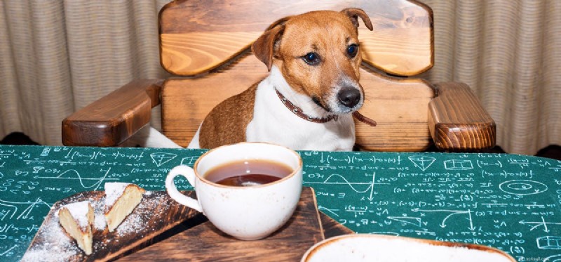 犬はお茶を味わうことができますか?