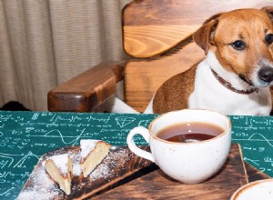 Os cães podem provar o chá?