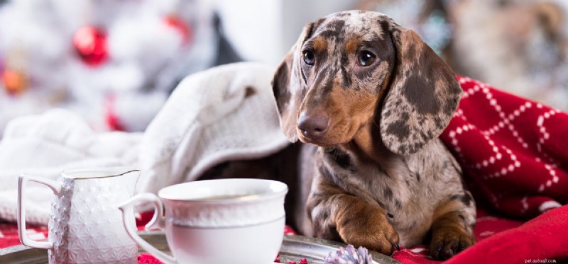 I cani possono assaggiare il tè?