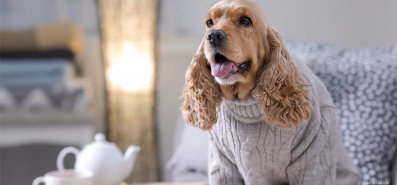 犬はお茶を味わうことができますか?