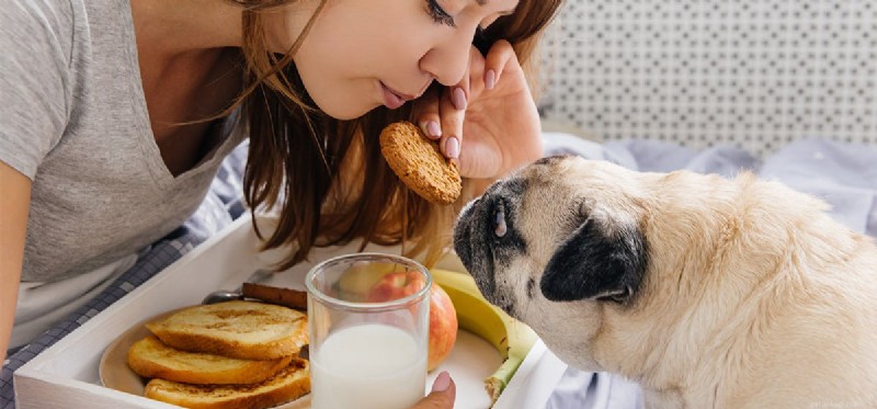 개가 사람과 같은 맛을 낼 수 있습니까?