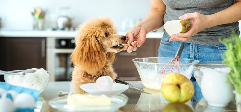 Kan hundar smaka på samma sätt som människor?
