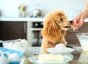 개가 사람과 같은 맛을 낼 수 있습니까?