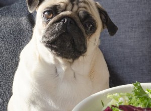I cani possono assaggiare il wasabi?