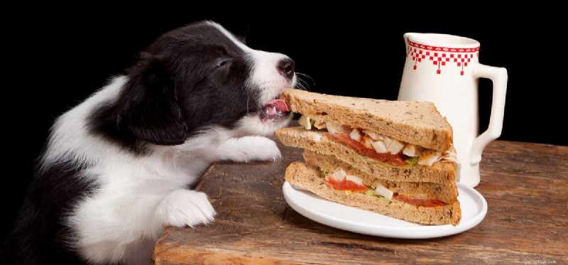 Os cães podem saborear comida Zingy?