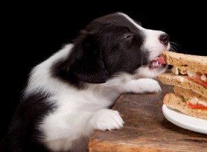 Kan hundar smaka skummat?