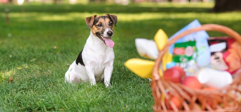 犬はジンジー フードを味わうことができますか?