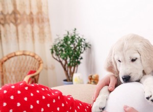 Os cães sabem dizer o sexo de um bebê?