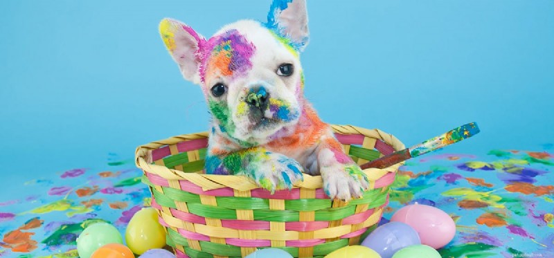 Dokážou psi rozlišit barvy?