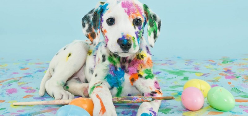 Os cães conseguem distinguir as cores?