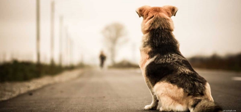 犬はあなたがどれくらい離れたかを知ることができますか?