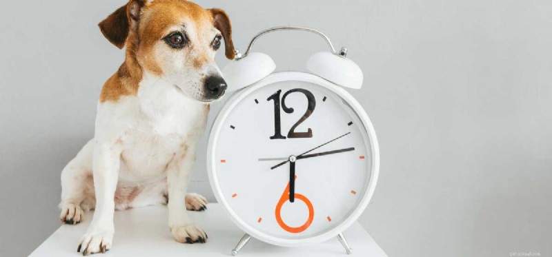Les chiens peuvent-ils dire depuis combien de temps vous êtes parti ?
