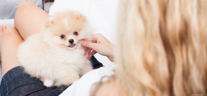 개가 아기와 성인을 구별할 수 있습니까?