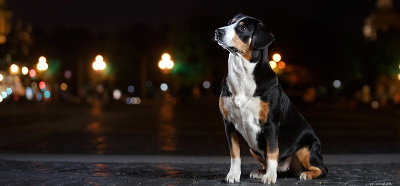 Dokážou psi rozpoznat rozdíl mezi nocí a dnem?