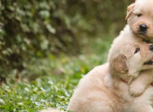 Kan hundar berätta vilka deras syskon är?