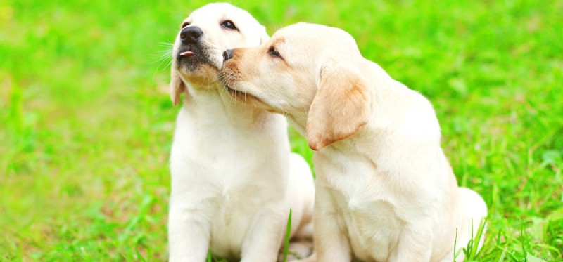 Kunnen honden vertellen wie hun broers en zussen zijn?