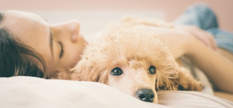Могут ли собаки определить, что вы больны?