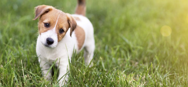 Les chiens peuvent-ils penser à l avenir ?