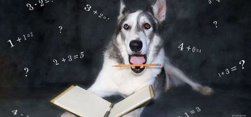 Kunnen honden getallen begrijpen?