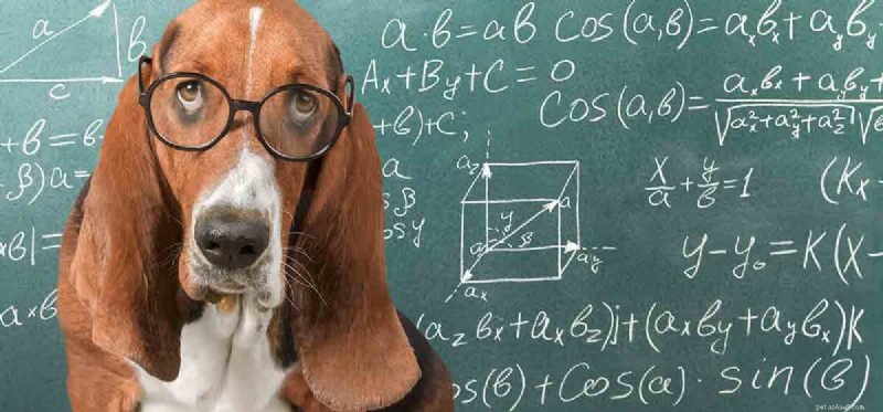 Kan hundar förstå siffror?