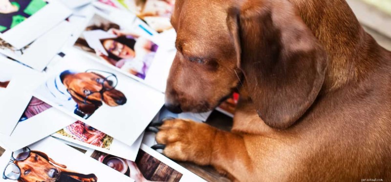 Dokážou psi porozumět obrázkům?