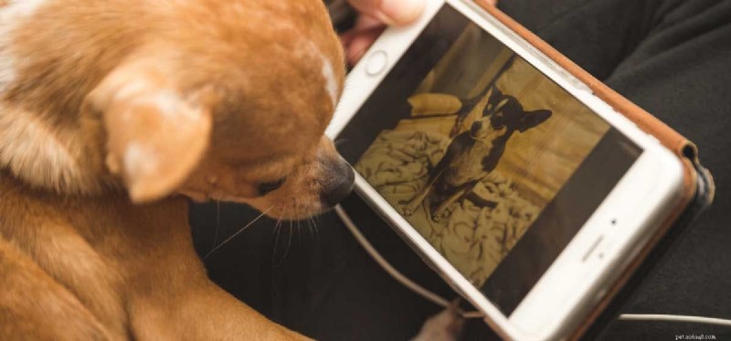 Могут ли собаки понимать картинки?