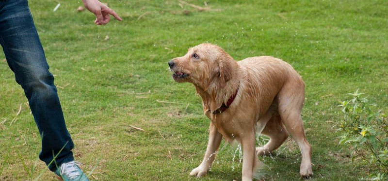 Begrijpen honden wanneer je wijst?