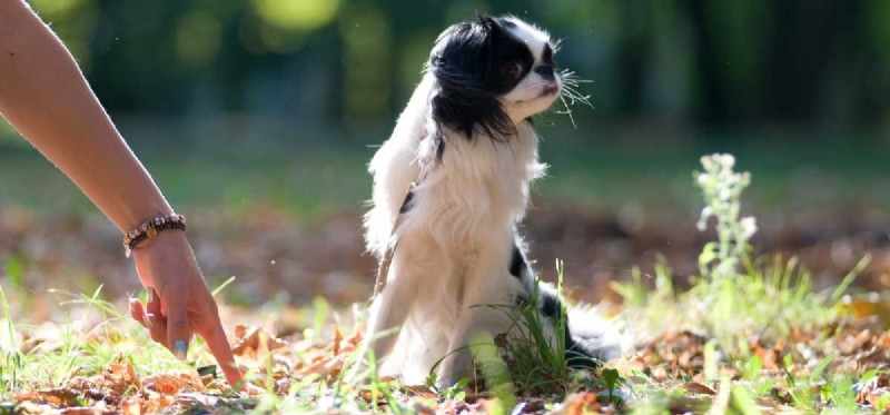 Les chiens peuvent-ils comprendre quand vous montrez du doigt ?