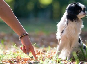 Могут ли собаки понять, когда вы показываете пальцем?