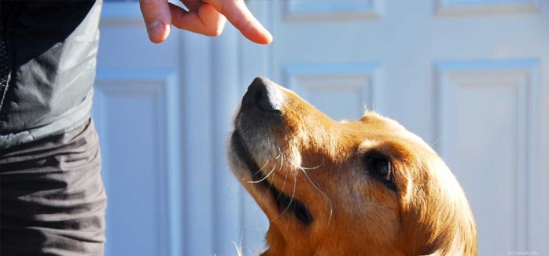 Les chiens peuvent-ils comprendre quand vous montrez du doigt ?