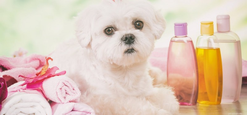 Mohou psi používat dětský šampon?