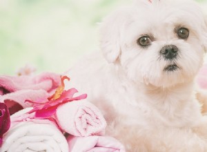 Os cães podem usar shampoo para bebês?