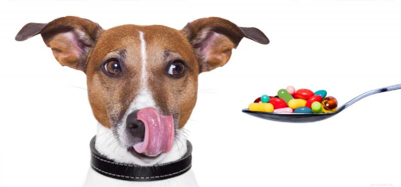Kunnen honden menselijke probiotica gebruiken?