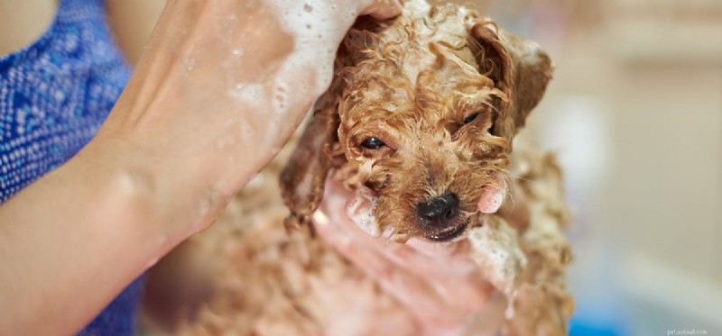 Os cães podem usar shampoo para bebês?