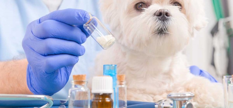 Os cães podem usar probióticos humanos?