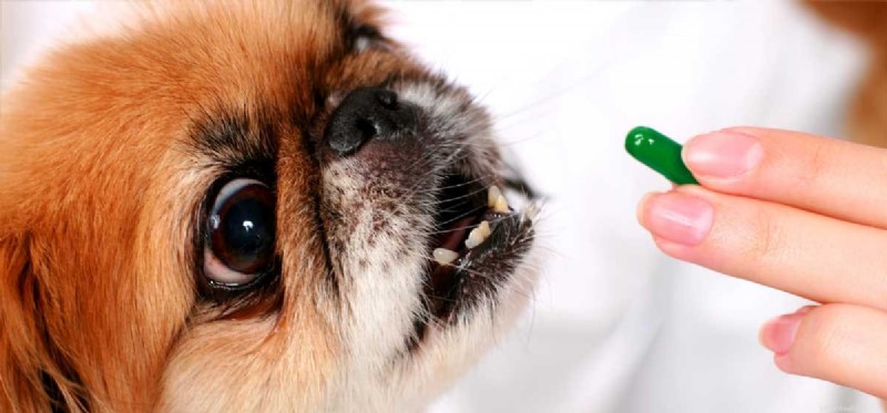 개가 인간 프로바이오틱스를 사용할 수 있습니까?