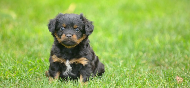 Kunnen honden Visine gebruiken?