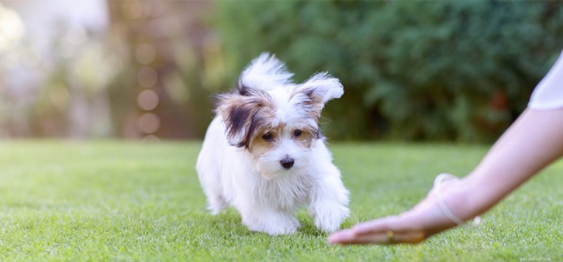 Os cães podem usar Visine?