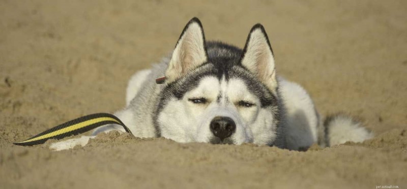 I cani husky possono vivere quando fa caldo?