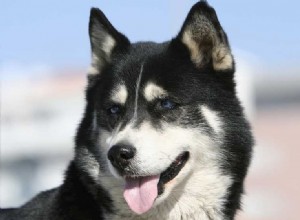 Os cães Husky podem viver em clima quente?